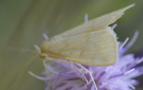 Réf. 188 907 : Ostrinia nubilalis